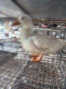 Pekin Hen
