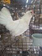 Bantam Laying Hen "Astrid"