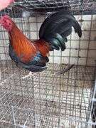 BB Red Banty Rooster