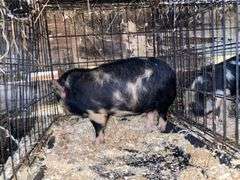 Female Kune Kune Pig