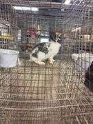 Brown & White Bunny