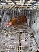 Banty Cochin Chick