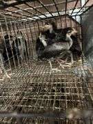 5 White Face Black Spanish Pullets