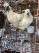 2 Silkie Hens