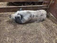 Boar Kune Kune Potbelly Juilanna Cross Pig