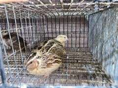 Pair Coturnix Quail - 1 Yr Old