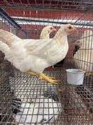 2 Amberlink Pullets