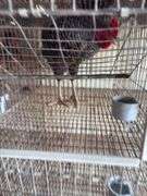 Barred Rock Rooster