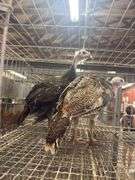 Pair of Royal Palm Trkeys - 12 Wks Old