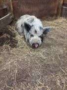 Boar Kune Kune Potbelly Juilanna Cross Pig