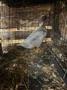 Silver Swedish Hen - 5-6 Months Old