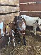 Brown & Tan Dapple Commercial Boer Wether "T-Bone"