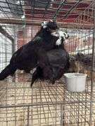 2 White Crested Polish Cockerels