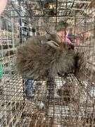 Aguti English Angora Doe