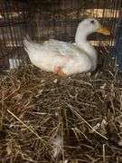 Pekin Laying Hen - 1yr Old - Has Bum Leg