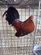 BB Red Banty Rooster