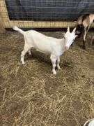 White Saanen Alpine Buckling - 3.5 Months Old