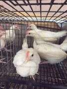 3 White Leghorn Cockerels