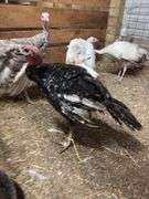 Black Bronze Tom Turkey - 3.5 Mos Old
