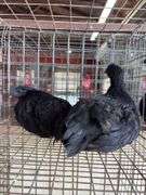 2 Ayam Cemani Hens