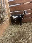 Black & White Polled Nigerian Dwarf Bred Nanny