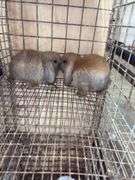 2 Baby Holland Lop Does - DOB 6/9/25