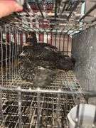5 Plymouth Barred Rock Hens