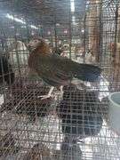 Serama Laying Hen "Tippy"