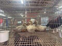 3 Blue Swedish Ducklings - 4 Wks Old