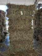 20 1st Orchard Grass Timothy Mix