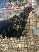 Barnyard Mix Rooster