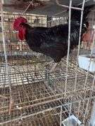 Jersey Giant Rooster