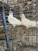 2 Homer Pigeons