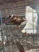2 Homer Pigeons