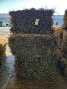 13 1st Orchard Grass Timothy Mix