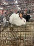 California Doe - 15 Wks Old