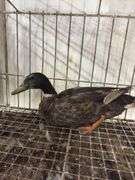 Mallard Drake