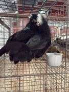 2 White Crested Polish Cockerels
