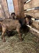 Brown & Black Spotted Boer Billy