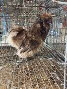 Silkie Rooster - 5 Mos Old - Show Quality