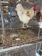 Rooster