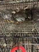 4 French Pearl & Pied Guinea Keets