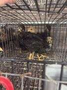 8 Young Pullets