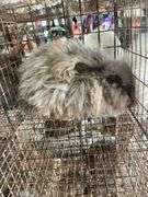 Chocolate English Angora Doe