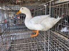 Pekin Drake