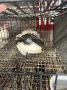 2 Guineas - 1 White 1 Pearl