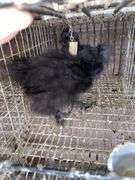 2 Silkie Chicks