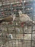2 Doves