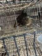 2 Lady Amherst Pheasants