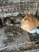 4 Meat Rabbits